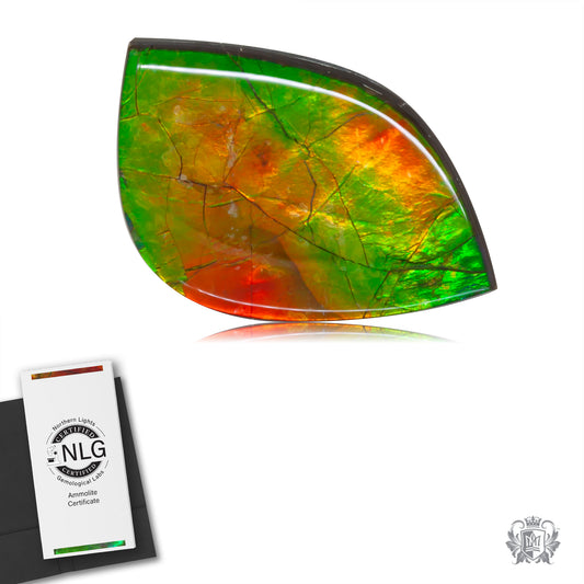 Ammolite Gem #019