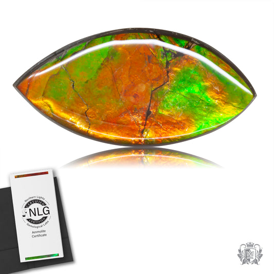 Ammolite Gem #022